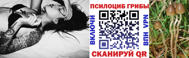 Купить закладки  Шумерля  Галлюциногенные грибы GOLDEN TEACHER 